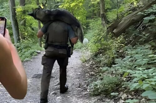 Il cane era a terra e ansimava per il caldo. Dopo una lunga discesa e una sosta nel ruscello, è riuscito a salvarsi. Lexi Daniel stava facendo un’escursione quando incontrò un Pastore Tedesco steso a terra accanto al suo proprietario. Il cane ansimava e mostrava i segni di un grave malessere legato al caldo. Daniel e le persone che erano con lei gli offrirono tutta l’acqua rimasta, ma la situazione richiedeva qualcosa di più. Il cane non era in condizioni di proseguire da solo e il proprietario non riusciva a trasportarlo. A quel punto intervenne K. Salapek, una guardia forestale presente sul posto. Sollevò il Pastore Tedesco, se lo sistemò sulle spalle e iniziò la discesa lungo il sentiero roccioso. Il percorso durò per diversi chilometri. Durante il tragitto, quando raggiunsero un ruscello, Salapek si fermò e adagiò il cane nell’acqua per aiutarlo a rinfrescarsi. Poi lo caricò nuovamente sulle spalle e continuò fino ai piedi della montagna. Daniel raccontò l’episodio su Facebook, spiegando di essere convinta che quell’intervento avesse fatto la differenza per la sopravvivenza dell’animale. La vicenda, però, non si fermò a quel giorno. Qualche settimana più tardi arrivò anche l’aggiornamento che tutti aspettavano: il Pastore Tedesco si era ripreso e stava bene.