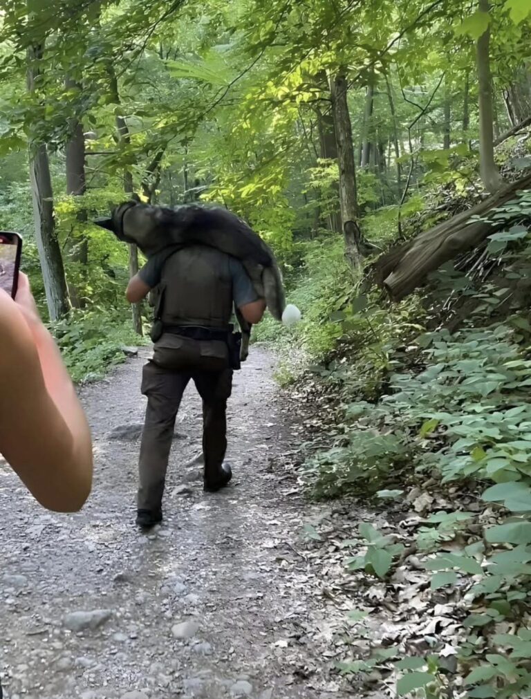 Il cane era a terra e ansimava per il caldo. Dopo una lunga discesa e una sosta nel ruscello, è riuscito a salvarsi. Lexi Daniel stava facendo un’escursione quando incontrò un Pastore Tedesco steso a terra accanto al suo proprietario. Il cane ansimava e mostrava i segni di un grave malessere legato al caldo. Daniel e le persone che erano con lei gli offrirono tutta l’acqua rimasta, ma la situazione richiedeva qualcosa di più. Il cane non era in condizioni di proseguire da solo e il proprietario non riusciva a trasportarlo. A quel punto intervenne K. Salapek, una guardia forestale presente sul posto. Sollevò il Pastore Tedesco, se lo sistemò sulle spalle e iniziò la discesa lungo il sentiero roccioso. Il percorso durò per diversi chilometri. Durante il tragitto, quando raggiunsero un ruscello, Salapek si fermò e adagiò il cane nell’acqua per aiutarlo a rinfrescarsi. Poi lo caricò nuovamente sulle spalle e continuò fino ai piedi della montagna. Daniel raccontò l’episodio su Facebook, spiegando di essere convinta che quell’intervento avesse fatto la differenza per la sopravvivenza dell’animale. La vicenda, però, non si fermò a quel giorno. Qualche settimana più tardi arrivò anche l’aggiornamento che tutti aspettavano: il Pastore Tedesco si era ripreso e stava bene.