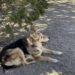 Torna a casa e trova la porta spalancata: la sua giovane cagnolina aveva messo in fuga un ladro Gli oggetti di valore erano già vicino all’uscita. Poi la proprietaria scoprì come la sua cagnolina era riuscita a liberarsi dal box. Quando parcheggiò davanti a casa, la prima sorpresa fu vedere la sua giovane cagnolina correrle incontro, scodinzolando. Non avrebbe dovuto trovarsi lì: prima di uscire, l’aveva lasciata chiusa nel suo box perché ancora non si fidava a lasciarla libera da sola. Poi notò la porta d’ingresso spalancata. Temendo un furto, la donna chiamò la polizia senza entrare. Due agenti arrivarono poco dopo e controllarono l’abitazione. Secondo il loro primo riscontro, qualcuno si era introdotto in casa. C’era però un dettaglio insolito: diversi oggetti di valore erano stati accatastati vicino alla porta, ma non erano stati portati via. A quel punto emerse anche cosa fosse accaduto alla cagnolina, un incrocio tra collie e pastore tedesco. Era riuscita a rompere il lucchetto del box e, secondo il racconto della proprietaria, la sua irruzione aveva costretto il ladro ad abbandonare la casa prima di completare il furto. La polizia diffuse subito una segnalazione e il sospettato venne fermato quello stesso giorno. Da allora la famiglia decise di non chiudere più la cagnolina nel box. Lei continuò a vivere con loro per molti anni, accompagnandoli in lunghi viaggi attraverso 48 Stati americani e cinque province canadesi. Questa settimana, a 16 anni, la famiglia ha dovuto salutarla. Nel ricordarla, la proprietaria è tornata proprio a quel giorno in cui, ancora giovane, riuscì a liberarsi mentre qualcuno entrava nella loro casa.