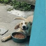 Si ferma per sfamare un cane sul bordo della strada: da allora lui torna ogni giorno