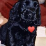 Nessuno voleva quel cane nero: qualcuno lo considerava persino un portatore di sfortuna