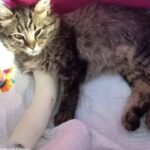 Trovano una gattina ferita durante un temporale: due mesi dopo Med ricomincia a camminare