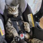 Lo incontra rannicchiato nel box: ora il gattino lascia il rifugio e viaggia verso casa