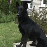 Un pastore tedesco compare sul sentiero e li segue fino all’auto: due settimane dopo diventa il loro cane