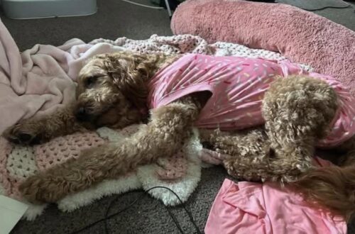 Sorren ha vissuto per 10 anni come fattrice: dopo l’adozione scoprono numerosi tumori, ora li ha rimossi tutti La cagnolina non aveva mai visto un veterinario. Dopo mesi di cure e due interventi, la proprietaria annuncia la fine del percorso chirurgico. Per dieci anni Sorren ha vissuto come fattrice in un allevamento intensivo. Secondo la donna che l’ha adottata, fino al giorno in cui è uscita da quella realtà non aveva mai ricevuto una visita veterinaria. Solo dopo l’adozione, durante la toelettatura, è emersa la gravità delle sue condizioni. Sulla catena mammaria aveva un tumore grande quanto una palla da softball, accompagnato da numerose masse più piccole. Prima di poter affrontare gli interventi, Sorren ha dovuto seguire le cure per l’anaplasmosi e la malattia di Lyme. Per circa sei mesi ha inoltre cercato di recuperare peso e forze. A febbraio è arrivato il primo grande passo: i veterinari hanno rimosso la catena mammaria con i tumori più voluminosi e, nello stesso periodo, Sorren è stata sterilizzata. Durante l’operazione, secondo quanto riferito dal veterinario alla proprietaria, le ovaie risultavano fortemente ingrossate. Il percorso, però, non era ancora concluso. Mercoledì Sorren è tornata in sala operatoria per la rimozione dell’ultima catena mammaria. Con quell’intervento sono state eliminate anche le ultime masse presenti. La proprietaria ha quindi condiviso l’aggiornamento che aspettava da mesi: Sorren è stata dichiarata libera dai tumori visibili. Dopo dieci anni trascorsi come fattrice e un lungo periodo di cure, la cagnolina ha finalmente completato il percorso chirurgico iniziato dopo la sua adozione.