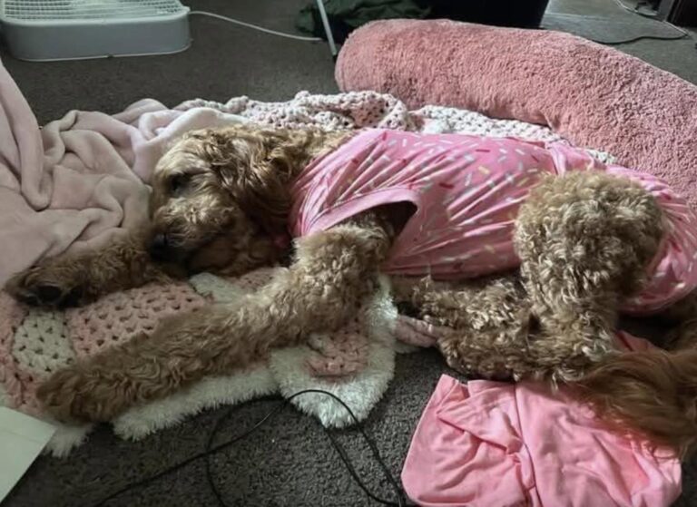 Sorren ha vissuto per 10 anni come fattrice: dopo l’adozione scoprono numerosi tumori, ora li ha rimossi tutti La cagnolina non aveva mai visto un veterinario. Dopo mesi di cure e due interventi, la proprietaria annuncia la fine del percorso chirurgico. Per dieci anni Sorren ha vissuto come fattrice in un allevamento intensivo. Secondo la donna che l’ha adottata, fino al giorno in cui è uscita da quella realtà non aveva mai ricevuto una visita veterinaria. Solo dopo l’adozione, durante la toelettatura, è emersa la gravità delle sue condizioni. Sulla catena mammaria aveva un tumore grande quanto una palla da softball, accompagnato da numerose masse più piccole. Prima di poter affrontare gli interventi, Sorren ha dovuto seguire le cure per l’anaplasmosi e la malattia di Lyme. Per circa sei mesi ha inoltre cercato di recuperare peso e forze. A febbraio è arrivato il primo grande passo: i veterinari hanno rimosso la catena mammaria con i tumori più voluminosi e, nello stesso periodo, Sorren è stata sterilizzata. Durante l’operazione, secondo quanto riferito dal veterinario alla proprietaria, le ovaie risultavano fortemente ingrossate. Il percorso, però, non era ancora concluso. Mercoledì Sorren è tornata in sala operatoria per la rimozione dell’ultima catena mammaria. Con quell’intervento sono state eliminate anche le ultime masse presenti. La proprietaria ha quindi condiviso l’aggiornamento che aspettava da mesi: Sorren è stata dichiarata libera dai tumori visibili. Dopo dieci anni trascorsi come fattrice e un lungo periodo di cure, la cagnolina ha finalmente completato il percorso chirurgico iniziato dopo la sua adozione.