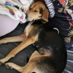 La trovano con una grossa catena al collo e decidono di curarla: oggi Bagel ha una casa