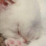 Trovano un gattino affamato in un’area di sosta: sette anni dopo viaggia ancora con loro sul camion