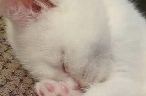 Trovano un gattino affamato in un’area di sosta: sette anni dopo viaggia ancora con loro sul camion Grayson era spaventato e malnutrito quando la coppia lo incontrò a Laredo. Doveva restare solo per poco, ma non se ne sono più separati. Nel 2017, durante una sosta a Laredo, in Texas, una coppia di camionisti sposati notò un piccolo gatto che cercava cibo tra i mezzi parcheggiati. Era magro, impaurito e non permetteva a nessuno di avvicinarsi. Il marito provò allora ad attirarlo con un pezzetto del suo panino al pollo. Il gattino esitò, poi si avvicinò abbastanza da essere preso e portato al sicuro. La coppia non aveva mai avuto un gatto e inizialmente pensava di occuparsi di lui soltanto fino a quando non avesse trovato una sistemazione definitiva. Lo avvolsero in una coperta, gli diedero acqua e ripartirono. Nei primi giorni il piccolo si nascondeva dietro i sedili. Poi cominciò lentamente a esplorare il camion, a cercare il contatto con i due e a fare le fusa. Lo chiamarono Grayson. Quella che doveva essere una sistemazione temporanea cambiò con il passare delle settimane. La coppia capì di non volerlo più affidare ad altri e Grayson diventò parte della loro vita sulla strada. Da allora ha continuato a viaggiare con loro, spesso sul cruscotto o accanto ai sedili durante le soste. Secondo il racconto della coppia, ha attraversato quasi tutti gli Stati americani, con l’eccezione di Alaska e Hawaii. A sette anni da quell’incontro, il gattino trovato affamato in un’area di sosta è ancora con loro. «Non riesco a immaginare la nostra vita senza di lui», ha raccontato la moglie.