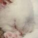 Trovano un gattino affamato in un’area di sosta: sette anni dopo viaggia ancora con loro sul camion Grayson era spaventato e malnutrito quando la coppia lo incontrò a Laredo. Doveva restare solo per poco, ma non se ne sono più separati. Nel 2017, durante una sosta a Laredo, in Texas, una coppia di camionisti sposati notò un piccolo gatto che cercava cibo tra i mezzi parcheggiati. Era magro, impaurito e non permetteva a nessuno di avvicinarsi. Il marito provò allora ad attirarlo con un pezzetto del suo panino al pollo. Il gattino esitò, poi si avvicinò abbastanza da essere preso e portato al sicuro. La coppia non aveva mai avuto un gatto e inizialmente pensava di occuparsi di lui soltanto fino a quando non avesse trovato una sistemazione definitiva. Lo avvolsero in una coperta, gli diedero acqua e ripartirono. Nei primi giorni il piccolo si nascondeva dietro i sedili. Poi cominciò lentamente a esplorare il camion, a cercare il contatto con i due e a fare le fusa. Lo chiamarono Grayson. Quella che doveva essere una sistemazione temporanea cambiò con il passare delle settimane. La coppia capì di non volerlo più affidare ad altri e Grayson diventò parte della loro vita sulla strada. Da allora ha continuato a viaggiare con loro, spesso sul cruscotto o accanto ai sedili durante le soste. Secondo il racconto della coppia, ha attraversato quasi tutti gli Stati americani, con l’eccezione di Alaska e Hawaii. A sette anni da quell’incontro, il gattino trovato affamato in un’area di sosta è ancora con loro. «Non riesco a immaginare la nostra vita senza di lui», ha raccontato la moglie.