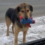Postino trova un cane nella neve con un pupazzo in bocca e lo porta con sé