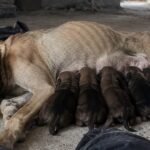 Cagnolina viene abbandonata e partorisce sette cuccioli in un cantiere: cinque sopravvivono e trovano casa