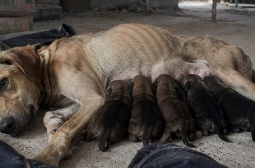 Calce aveva partorito nel freddo e nella polvere. Un operaio l’ha trovata con sette cuccioli: cinque sono sopravvissuti.