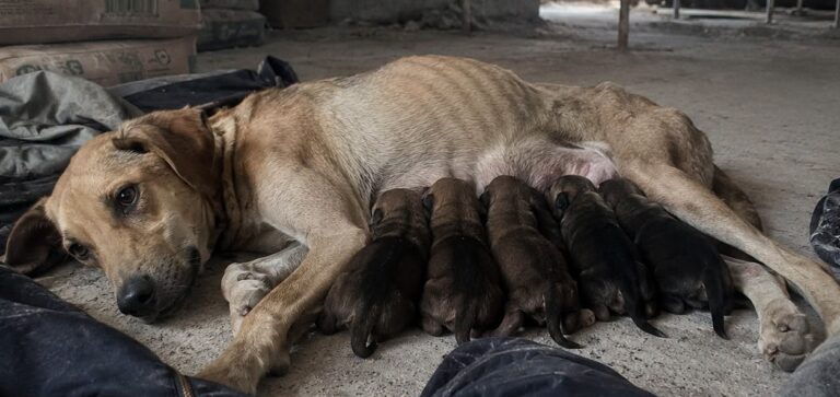 Calce aveva partorito nel freddo e nella polvere. Un operaio l’ha trovata con sette cuccioli: cinque sono sopravvissuti.