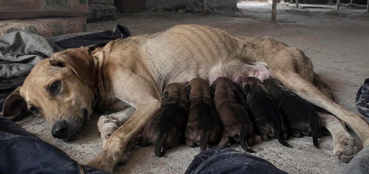 Calce aveva partorito nel freddo e nella polvere. Un operaio l’ha trovata con sette cuccioli: cinque sono sopravvissuti.