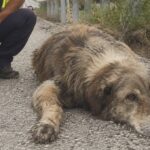 Ferro ritrovato esausto sull’A1 dopo otto settimane: la famiglia non torna a prenderlo