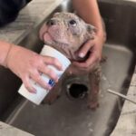 Il cane era rannicchiato nella polvere: il soccorso e quel primo sguardo verso chi lo salva