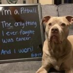 Il pitbull ha sconfitto il cancro: ora la sua storia racconta una battaglia diversa