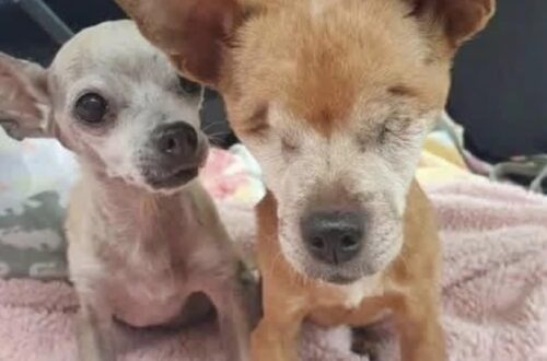 Un volontario racconta l’attesa di un cane rimasto cieco e il legame con Bella, la cagnolina anziana arrivata insieme a lui.