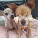 Un volontario racconta l’attesa di un cane rimasto cieco e il legame con Bella, la cagnolina anziana arrivata insieme a lui.
