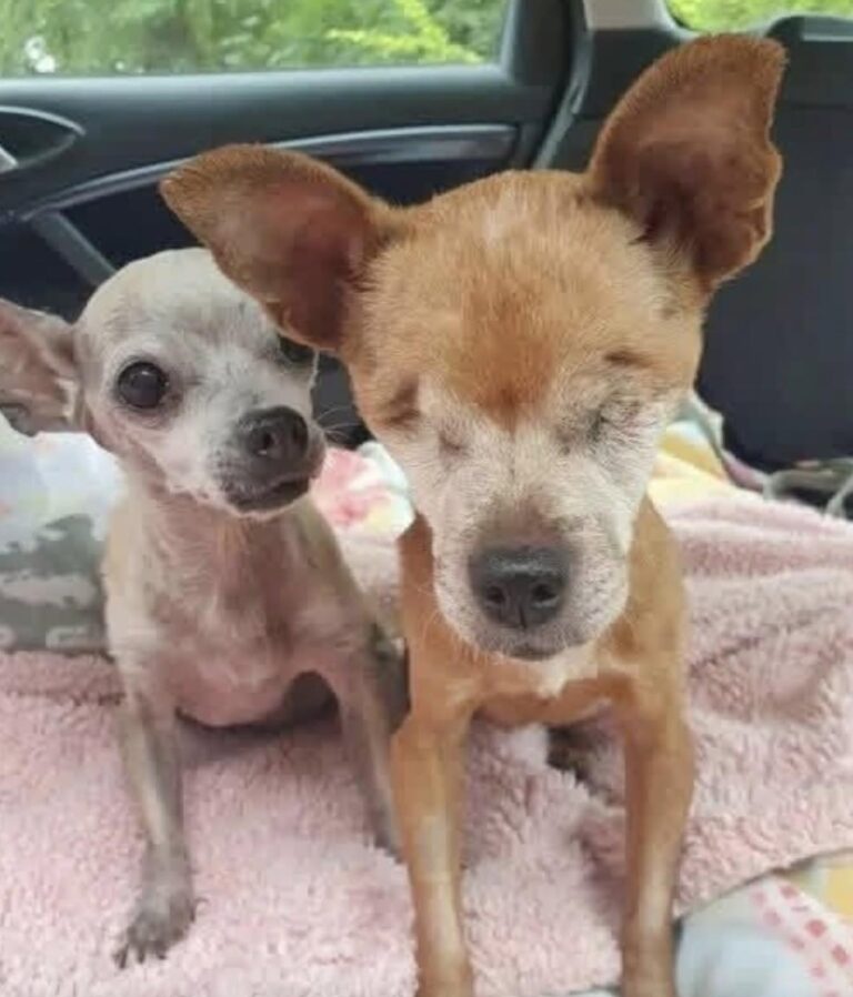 Un volontario racconta l’attesa di un cane rimasto cieco e il legame con Bella, la cagnolina anziana arrivata insieme a lui.
