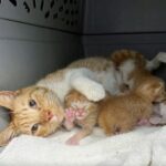 Abbandonata e incinta, una gatta partorisce in strada: la trovano stretta ai suoi cinque piccoli