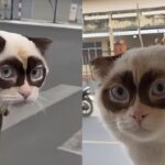 Gato restava sempre al rifugio: tutti lo guardavano, ma nessuno lo sceglieva