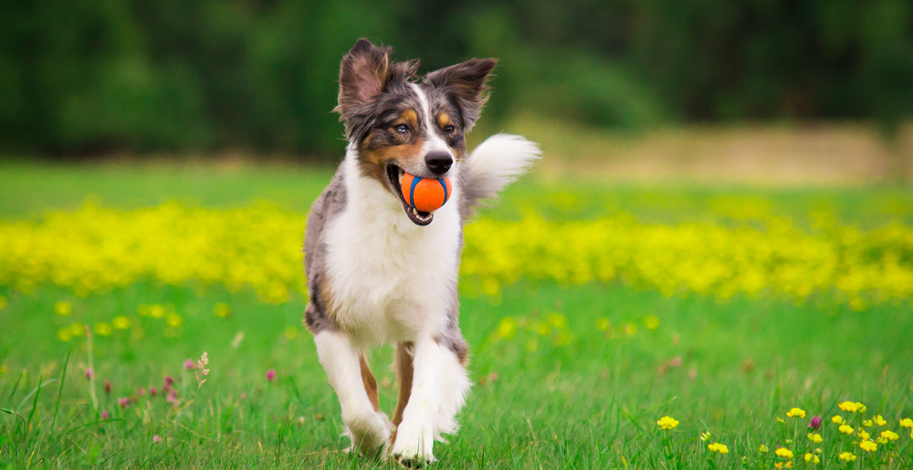 Il cane tigrato soffriva di una forte ansia da separazione. Un uomo ha deciso di adottarlo nonostante gli avvertimenti del personale.