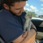 Sembrava una foglia sul bordo della strada, poi un gattino gli è corso incontro