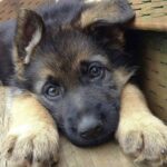 «Grazie per avermi scelto»: nello sguardo di un animale, il significato di un legame