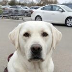 «Si chiama Juno?»: riconosce al supermercato il cane cresciuto da cucciolo e scopre cosa fa oggi