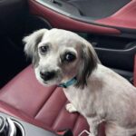 Al rifugio sceglie il cane che resta in un angolo: «Non potevo andarmene senza di lui»