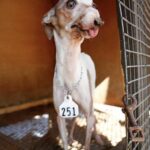 Per tutti era il cane “251”: una donna si inginocchia davanti alla gabbia e aspetta