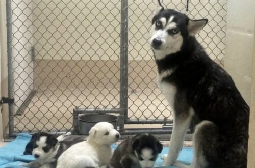 La cagnolina accudisce i suoi piccoli nella struttura che li ospita. L’appello per una famiglia riguarda tutta la cucciolata, senza dimenticare lei.