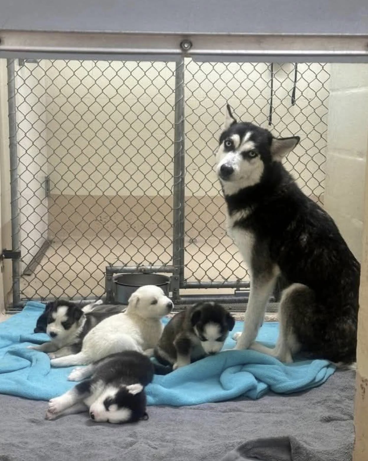 La cagnolina accudisce i suoi piccoli nella struttura che li ospita. L’appello per una famiglia riguarda tutta la cucciolata, senza dimenticare lei.