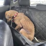 Trema rannicchiato sul sedile posteriore: il cane non sa che sta viaggiando verso la sua nuova casa
