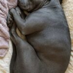 Non era mai entrata in una casa: la pitbull in affido si addormenta su un letto morbido