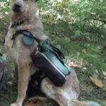 Voleva allontanare il cane abbandonato davanti a casa: Solo rimase e le salvò la vita
