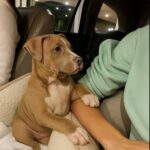 Lascia il rifugio e guarda il suo umano per tutto il viaggio: il pitbull sta andando a casa