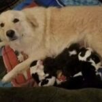 Daisy cerca i suoi cuccioli tra le macerie: poi arrivano otto piccoli rimasti senza mamma