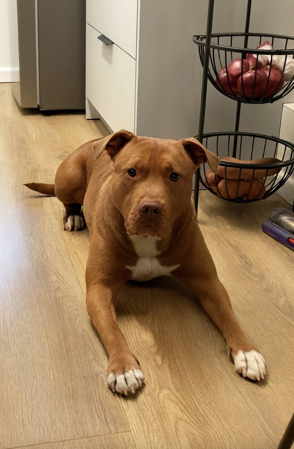 Il cane ringhia verso l’ingresso, poi la maniglia si muove: gli abbai fanno fuggire uno sconosciuto La donna è in cucina quando il cane si mette davanti al corridoio. Pochi istanti dopo, qualcuno tenta di aprire la porta. Il cane si è alzato di scatto e si è fermato tra la donna e il corridoio. Fino a quel momento era rimasto sdraiato, mentre lei terminava alcune faccende in cucina prima di andare a dormire. Il suo primo pensiero è stato che volesse un biscotto. Poi ha notato dove guardava: verso la porta d’ingresso. Era immobile, attento, e non cercava più il suo sguardo. Subito dopo ha emesso un ringhio profondo, un suono che la proprietaria ricordava di aver sentito soltanto una o due volte. La donna si è bloccata. Proprio allora qualcuno, dall’esterno, ha mosso la maniglia. Prima che riuscisse a reagire, il cane si è precipitato verso l’ingresso abbaiando con forza. Il rumore ha riempito l’appartamento. La persona dall’altra parte non ha fatto un secondo tentativo e si è allontanata di corsa. Non ci sono stati contatti con chi si trovava fuori. La sua identità e il motivo per cui avesse provato la maniglia restano sconosciuti. Per la donna, però, la sequenza è stata chiarissima: il cane aveva rivolto l’attenzione all’ingresso prima che lei si accorgesse di qualcosa. Passato quel momento, tremava ancora. Il cane è rimasto in piedi davanti all’accesso, mantenendo la stessa posizione vigile che aveva assunto poco prima. Della notte le è rimasto soprattutto quel passaggio improvviso: un animale tranquillo sul pavimento, poi il ringhio, la maniglia e gli abbai. Quando fuori non c’era più nessuno, lui era ancora lì, tra lei e la porta.