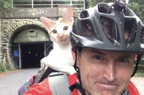 Il ciclista lo raccoglie bagnato e solo, sistemandolo nella borsa con la propria giacca. Oggi il piccolo ha un imbrago e un cestino.