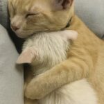Porta a casa un gattino bagnato e tremante: il suo gatto si avvicina e gli appoggia una zampa sopra