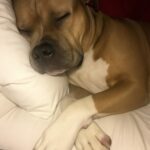 Il cane si addormenta nel tuo letto: quel momento di vicinanza che diventa parte della notte