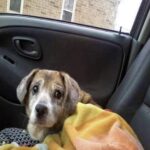 Gertie ha 11 anni, è cieca e ha perso il suo umano: una donna sceglie lei