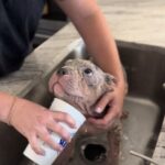 Rannicchiato nella polvere, il cane reagisce appena: chi lo trova decide di portarlo a casa