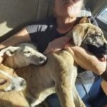 Trovano tre cani legati a un filo tanto corto da non potersi sdraiare: uno crolla lungo il cammino verso l’auto