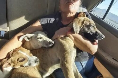 Durante un’escursione, marito e moglie si fermano per soccorrere gli animali. Bussano a una porta, ma non ricevono risposta e decidono di portarli via.