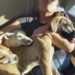 Durante un’escursione, marito e moglie si fermano per soccorrere gli animali. Bussano a una porta, ma non ricevono risposta e decidono di portarli via.