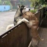 L’Husky esce dal giardino per trovare il suo amico: se l’ingresso è chiuso, lo abbraccia